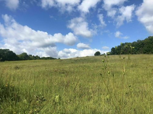A grassy field under a blue sky with fluffy clouds and trees in the background.
