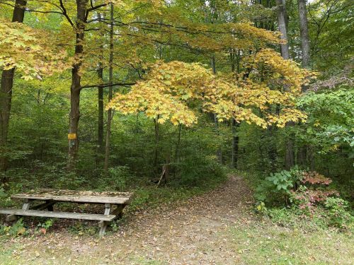 A serene forest path with a wooden bench surrounded by trees displaying autumn foliage.