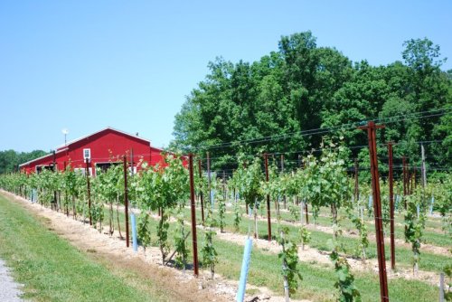 A vineyard with rows of grapevines and a red barn in the background, surrounded by green trees under a clear blue sky.