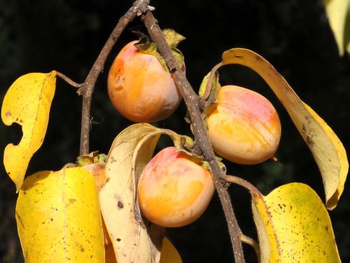 Three ripe persimmons hanging from a branch with yellow leaves in the background.