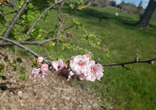 A close-up of pink cherry blossoms on a branch, with a blurred green field in the background.