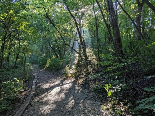 A sunlit forest path surrounded by lush green trees and dappled sunlight filtering through the leaves.