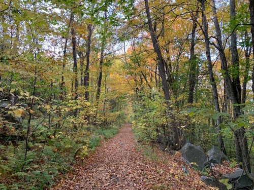 A serene forest path lined with trees displaying vibrant autumn foliage and a carpet of fallen leaves.