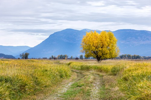 A winding path through a grassy field leads to a vibrant yellow tree against a backdrop of mountains and cloudy skies.