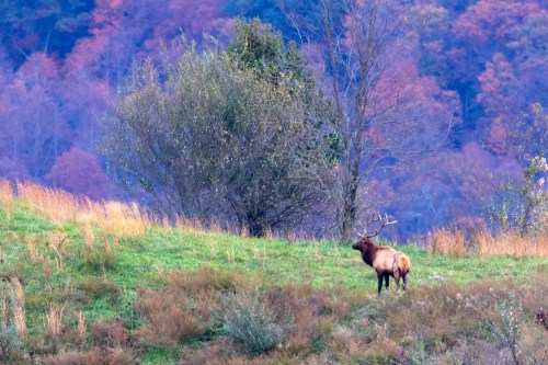 A lone elk stands on a grassy hillside with colorful trees in the background, showcasing a serene autumn landscape.