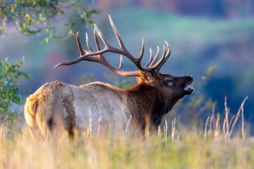 A majestic elk with large antlers stands in a grassy field, calling out against a blurred natural background.