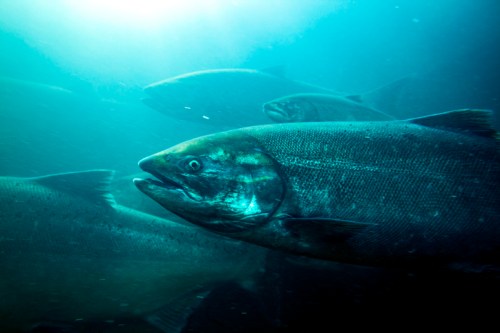 A group of salmon swimming underwater, with sunlight filtering through the water above.