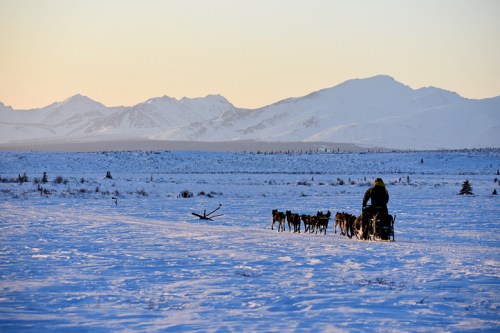 A dog sled team travels across a snowy landscape with mountains in the background during sunset.