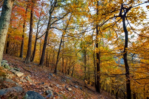 A vibrant autumn forest with colorful leaves, rocky ground, and tall trees under a clear sky.