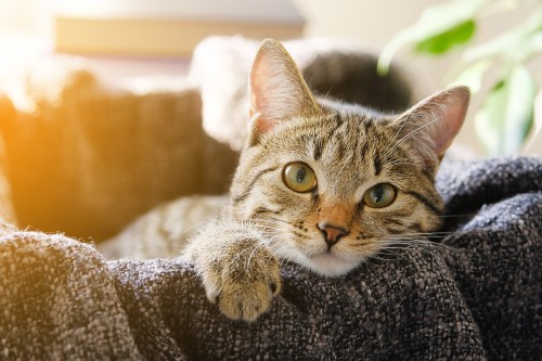 A close-up of a relaxed tabby cat resting on a cozy blanket, with soft sunlight illuminating the scene.