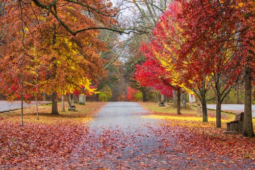 A serene pathway lined with vibrant autumn trees in shades of red, orange, and yellow, covered in fallen leaves.