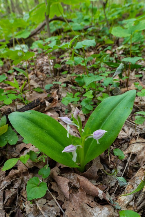 A delicate pink and white orchid blooms among green leaves and fallen leaves on the forest floor.