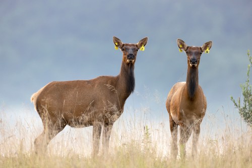 Two deer with ear tags stand in a grassy field, surrounded by soft, blurred background foliage.
