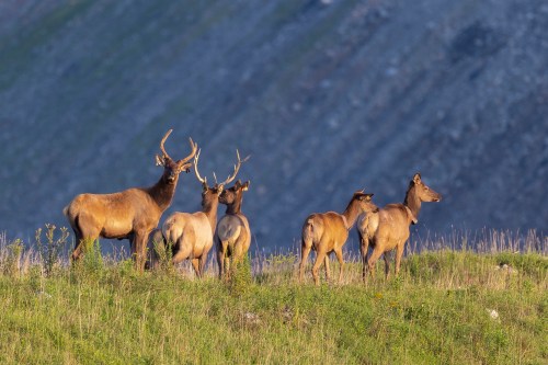 A group of deer stands on a grassy hillside, with a rocky slope in the background.