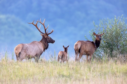 A group of elk, including a male with antlers, a female, and a young calf, standing in a grassy field.