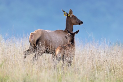 A deer and its fawn stand in a grassy field, looking attentively in the same direction.