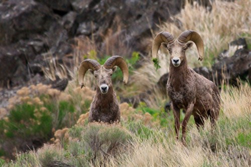 Two bighorn sheep with large curved horns stand in a grassy area, surrounded by rocks and vegetation.