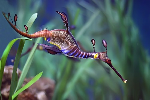 A colorful leafy seadragon swimming among green aquatic plants in a vibrant underwater scene.