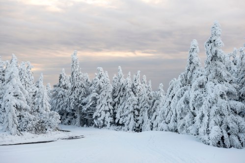 Snow-covered trees line a winding path under a cloudy sky, creating a serene winter landscape.