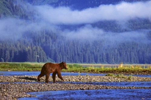 A brown bear walks along a riverbank, surrounded by misty mountains and lush green forests.