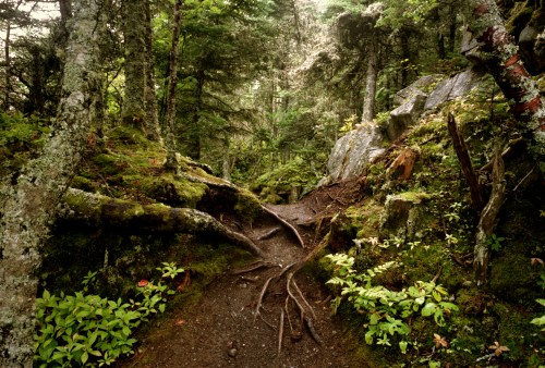A lush forest path with moss-covered rocks and tree roots, surrounded by dense greenery and dappled sunlight.