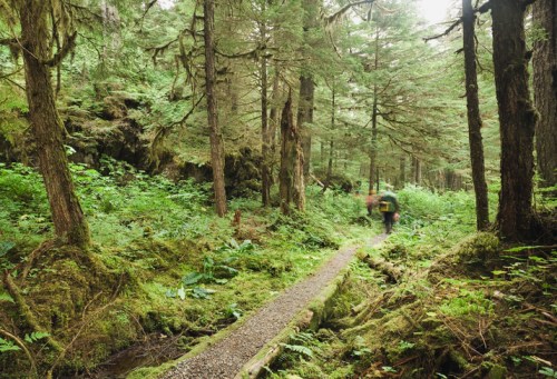 A blurred figure walks along a gravel path through a lush, green forest filled with tall trees and dense foliage.