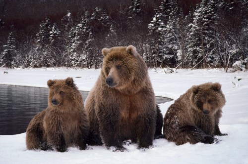 Three bears, two cubs and one adult, sit on snow near a forested area by a calm water body.