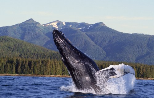 A humpback whale breaches the surface of the water with mountains in the background.