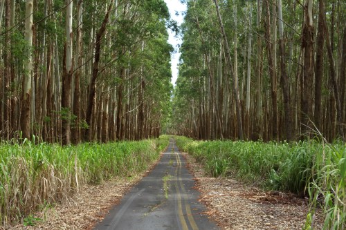 A narrow, overgrown road lined by tall eucalyptus trees and lush greenery on either side.
