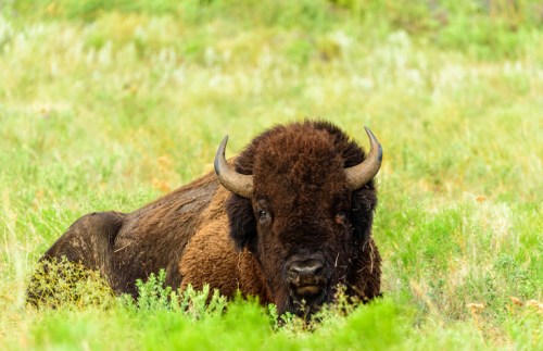 A bison resting in a grassy field, showcasing its thick fur and curved horns.