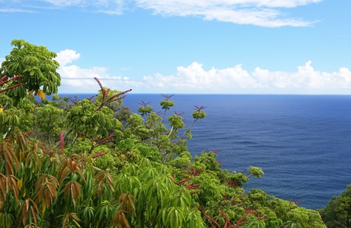 Lush green trees with vibrant flowers overlook a calm blue ocean under a partly cloudy sky.