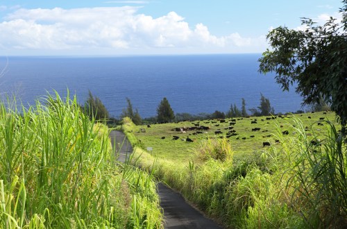 A scenic view of a winding path leading to a lush green field with cows, overlooking the ocean under a blue sky.
