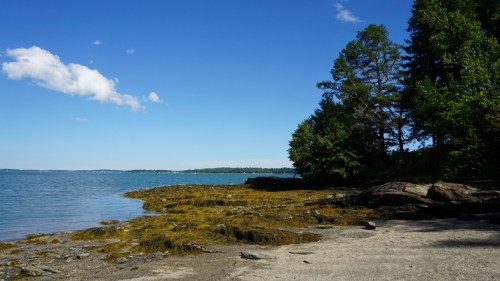 A serene coastal scene with rocky shore, seaweed, and trees under a clear blue sky.