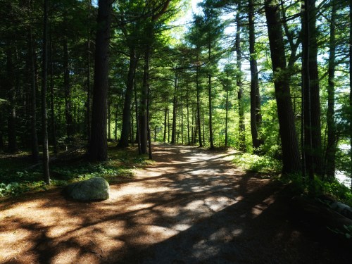 A sunlit forest path winding through tall trees, with dappled shadows on the ground and a large rock nearby.