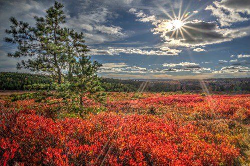 A vibrant landscape with red foliage, a lone tree, and a bright sun shining through clouds in a blue sky.