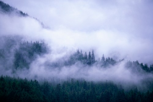Misty mountains shrouded in clouds, with dense evergreen trees in the foreground.