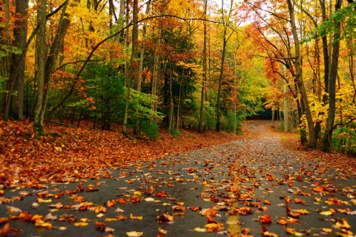 A winding road surrounded by vibrant autumn trees and fallen leaves in shades of orange, yellow, and red.