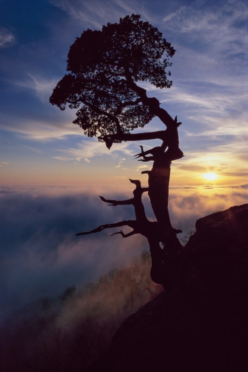 Silhouette of a tree atop a cliff against a colorful sunset and misty clouds below.