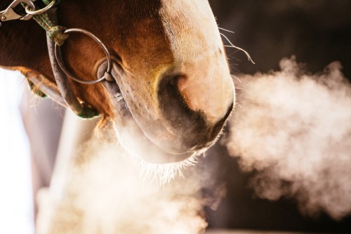 Close-up of a horse's nose exhaling steam in a warm, softly lit environment.