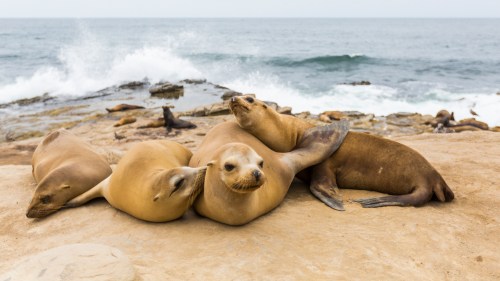 A group of sea lions lounging on a rocky shore with ocean waves in the background.