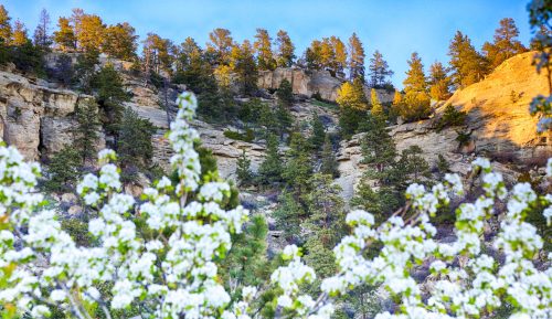 A scenic view of rocky cliffs and trees, with blooming white flowers in the foreground under a clear blue sky.