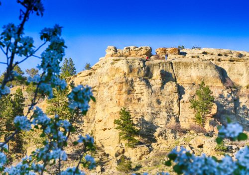 A rocky cliff with two people at the top, framed by blooming white flowers and a clear blue sky.