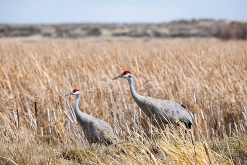 Two sandhill cranes stand in a grassy wetland area, surrounded by tall golden grasses under a cloudy sky.