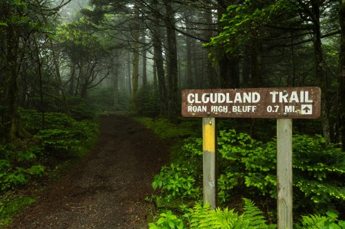 A wooden sign for Clingmans Trail points towards Roan High Bluff, surrounded by lush green trees in a misty forest.
