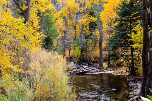 A serene stream flows through a forest with vibrant autumn foliage in shades of yellow and green.