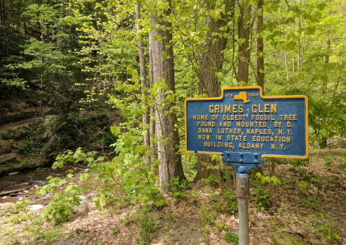 Sign for Grimes Glen, noting it as the home of the oldest fossil tree, surrounded by trees and a stream.