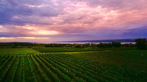 A scenic view of lush vineyards under a colorful sunset sky, with a lake visible in the background.