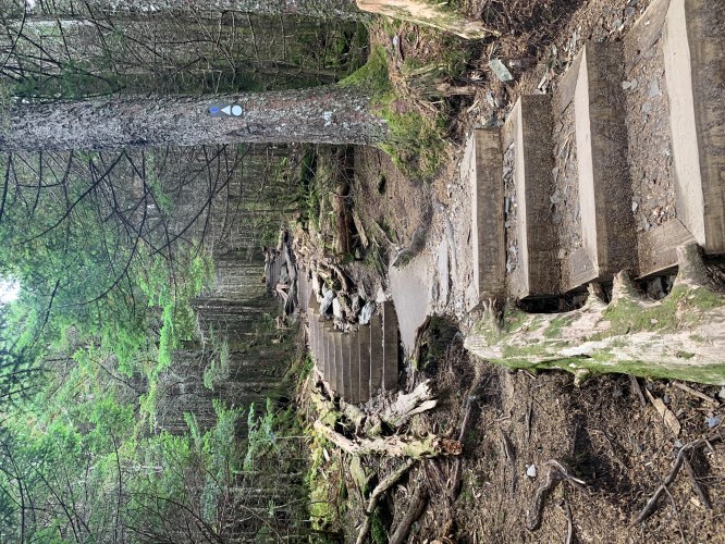 Wooden steps lead through a lush forest, surrounded by trees and fallen logs, creating a serene hiking path.