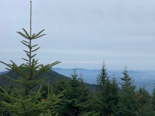 A close-up of a conifer tree with a misty mountain landscape in the background under a cloudy sky.