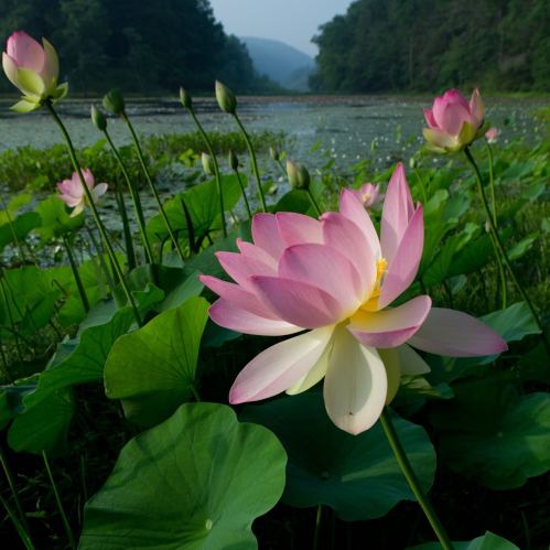 A serene pond scene featuring pink and white lotus flowers surrounded by lush green leaves and distant hills.